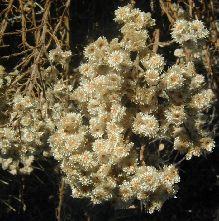 Pseudognaphalium californicum