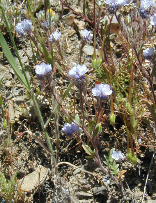 Phacelia breweri Phacelia breweri
