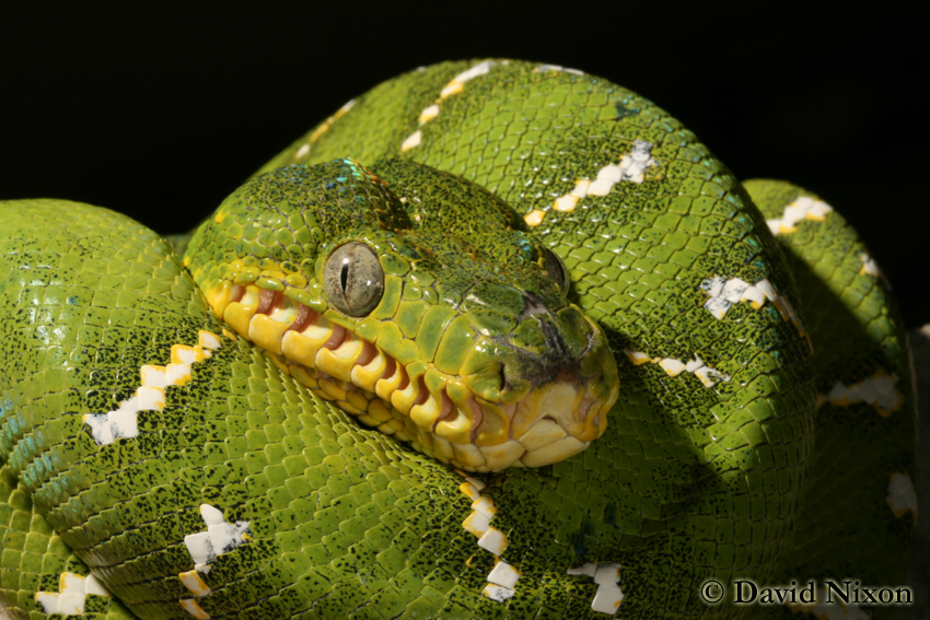 Corallus caninus