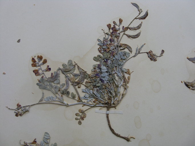 Astragalus albens