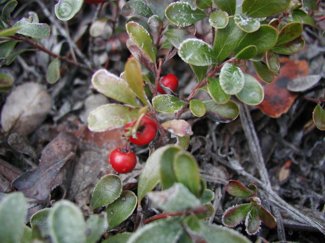 Arctostaphylos uva-ursi Arctostaphylos uva-ursi