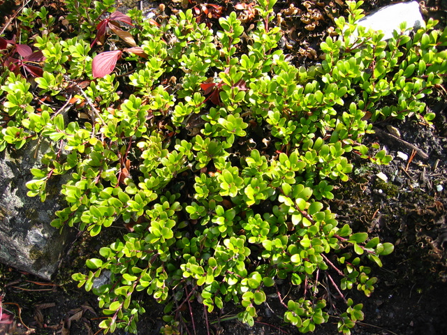 Arctostaphylos uva-ursi Arctostaphylos uva-ursi
