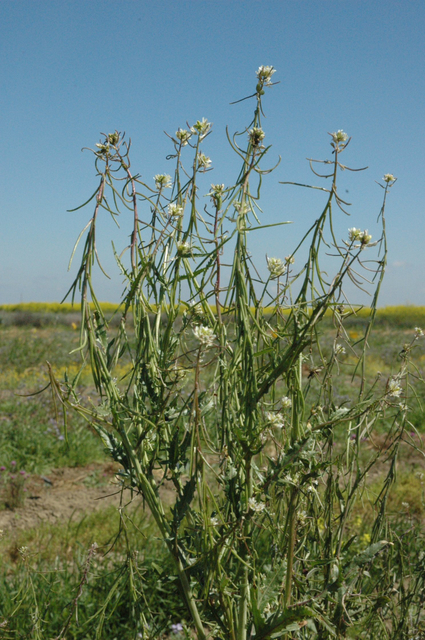 Guillenia lasiophylla