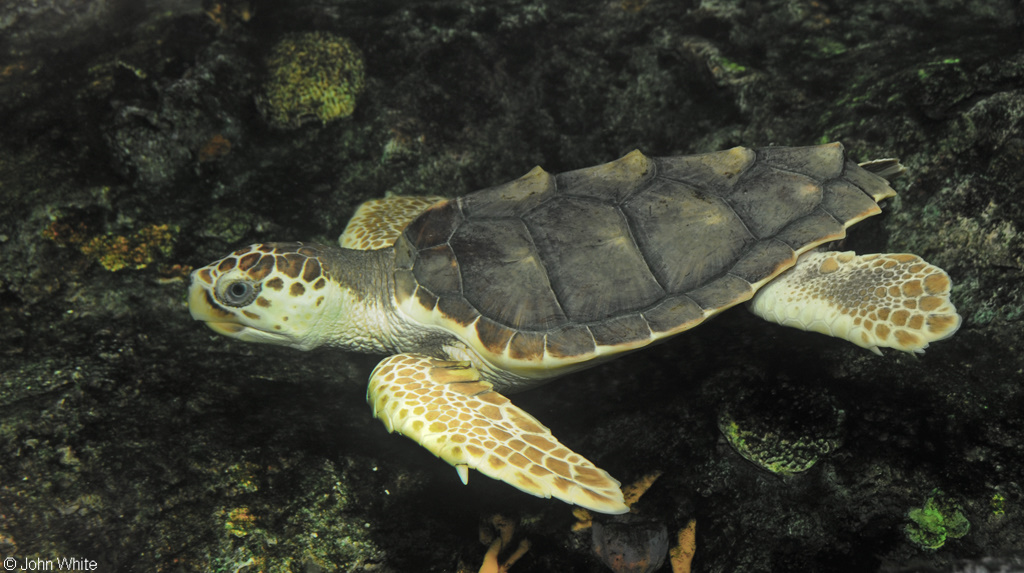 Caretta caretta