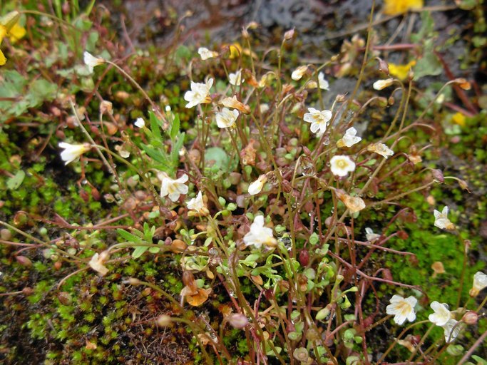 Romanzoffia thompsonii Romanzoffia thompsonii