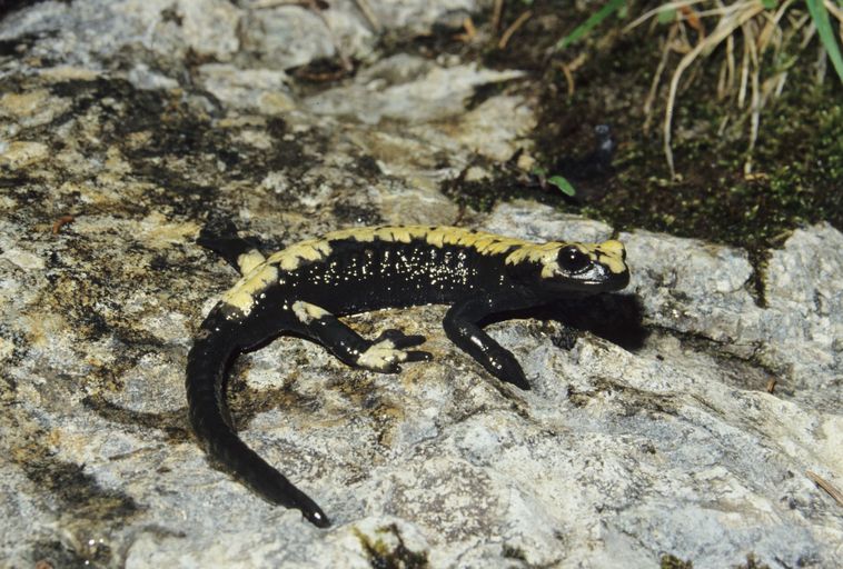 Salamandra atra aurorae Salamandra atra aurorae