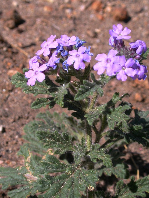 Verbena gooddingii Verbena gooddingii