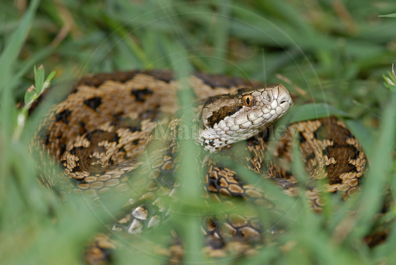 Vipera ursinii rakosiensis Vipera ursinii rakosiensis