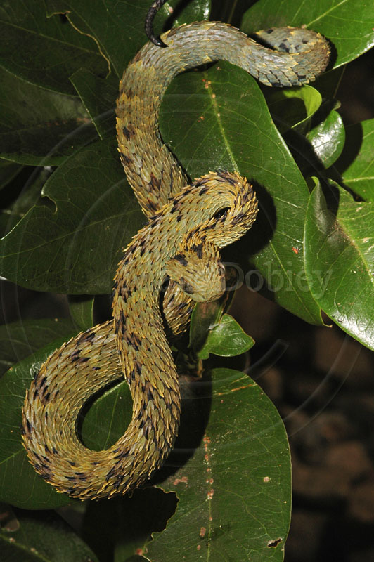 CalPhotos: Atheris hispida; Spiny Bush Viper