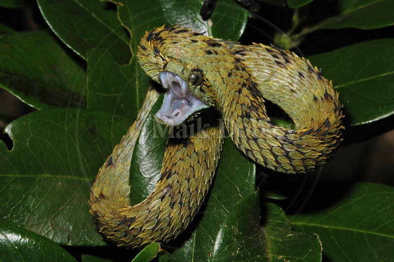 Atheris hispidus / Rough-scaled bush viper in Zoo Atlanta