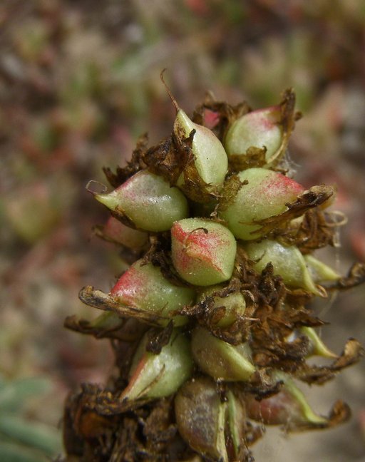 Astragalus pycnostachyus var. pycnostachyus Astragalus pycnostachyus var. pycnostachyus