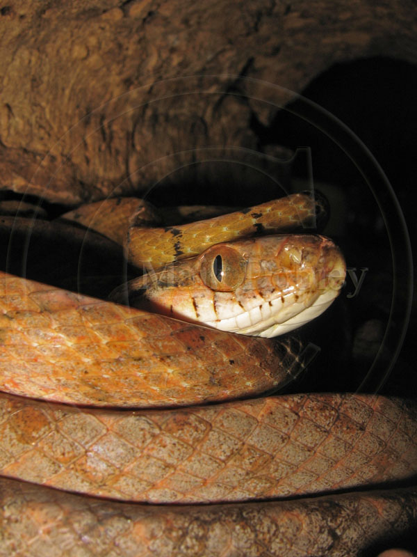 Boiga cynodon Boiga cynodon