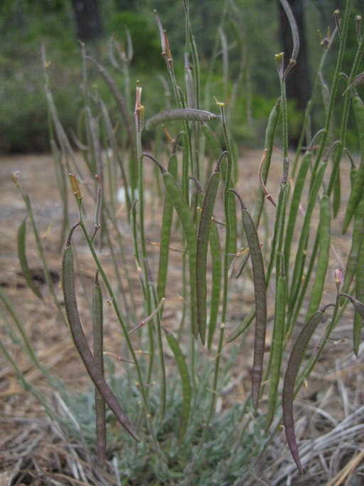 Boechera serpenticola