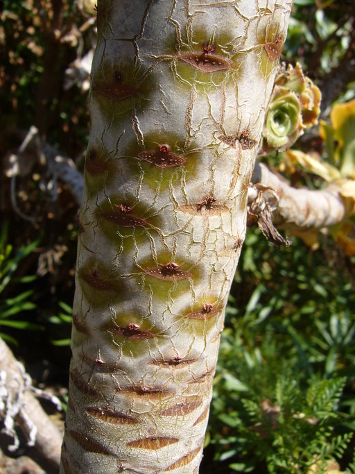 Aeonium arboreum var. holochrysum