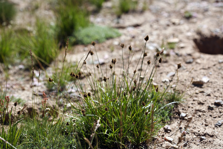 Carex abrupta