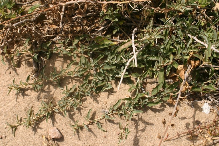 Atriplex semibaccata Atriplex semibaccata