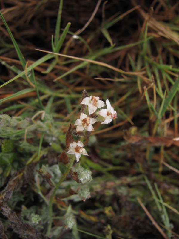 Cressa truxillensis Cressa truxillensis