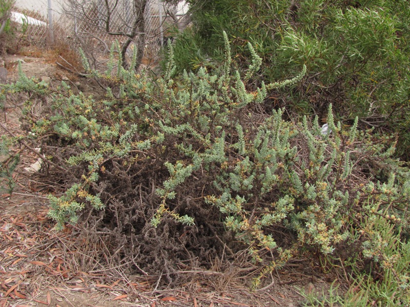 Suaeda taxifolia