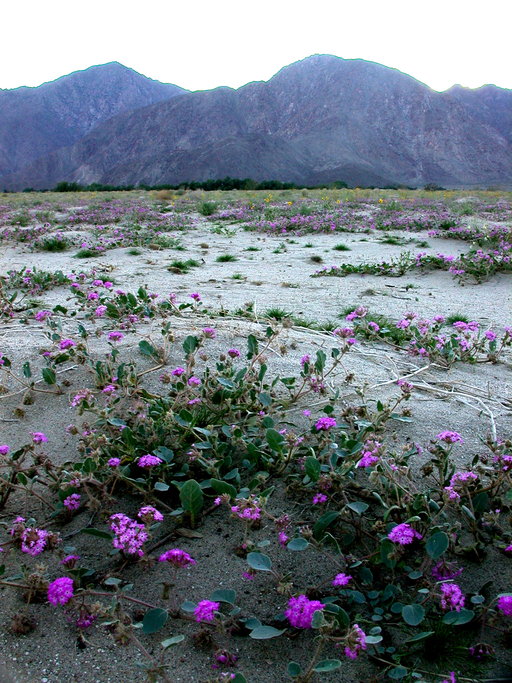 Abronia villosa