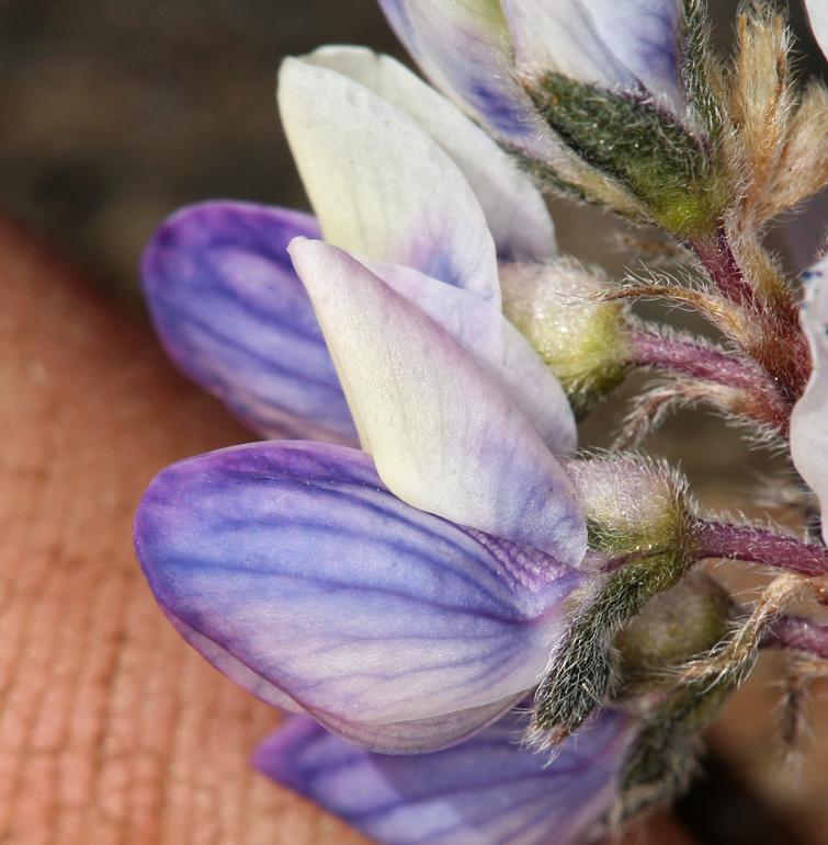 Lupinus lepidus var. lobbii