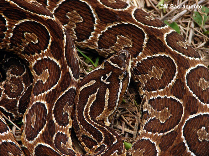 Bothrops alternatus