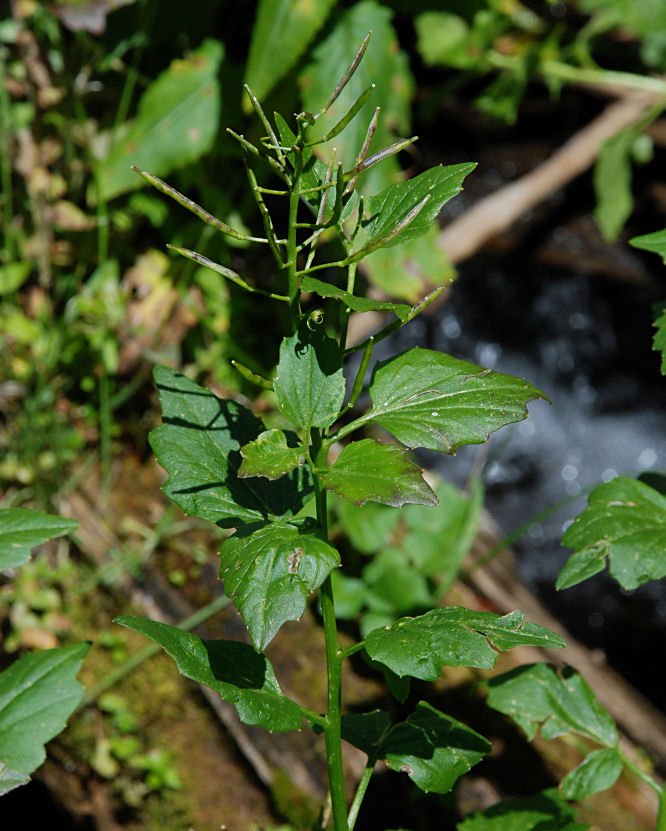 Cardamine cordifolia