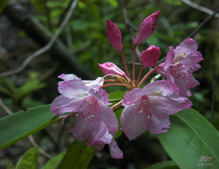 Rhododendron macrophyllum Rhododendron macrophyllum