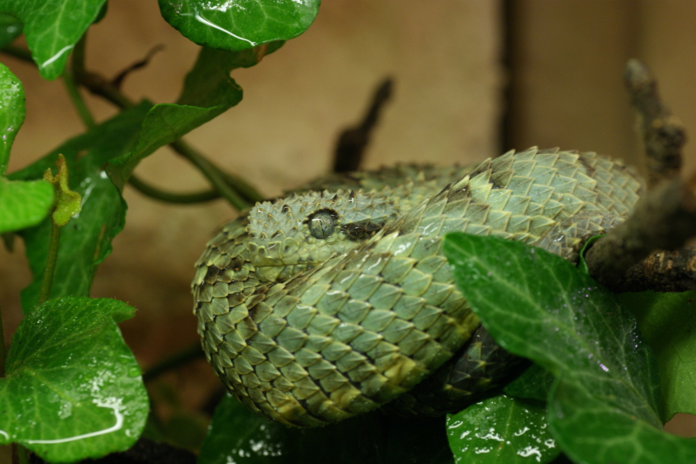 CalPhotos: Atheris squamigera; Green Bush Viper