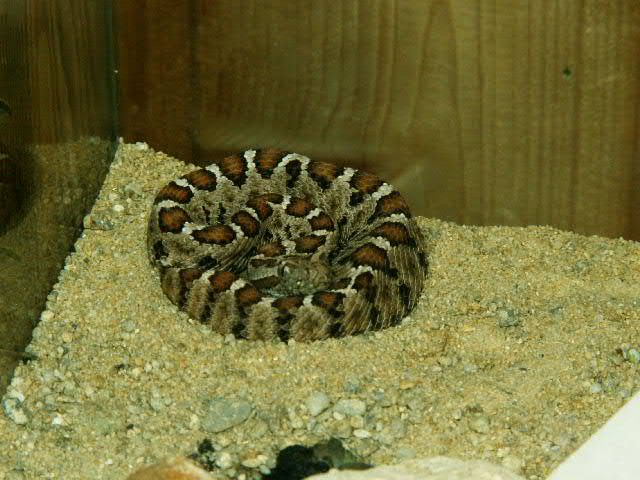 Crotalus enyo enyo Crotalus enyo enyo
