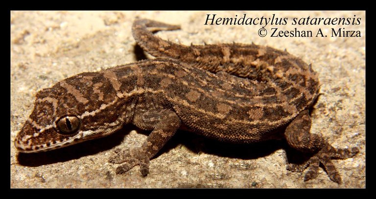 Hemidactylus sataraensis Hemidactylus sataraensis