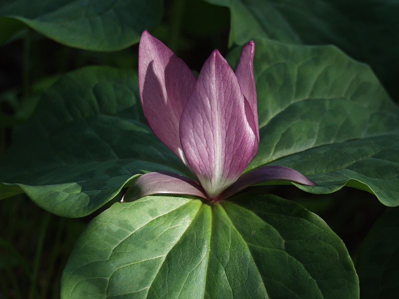 Trillium albidum Trillium albidum