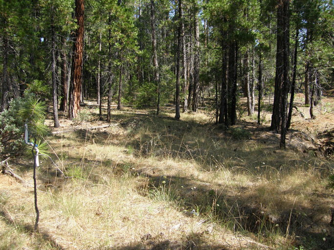 Ivesia pickeringii Ivesia pickeringii