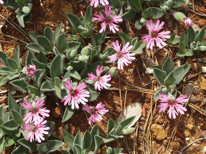 Silene hookeri Silene hookeri