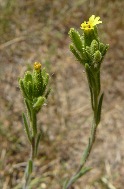 Madia glomerata
