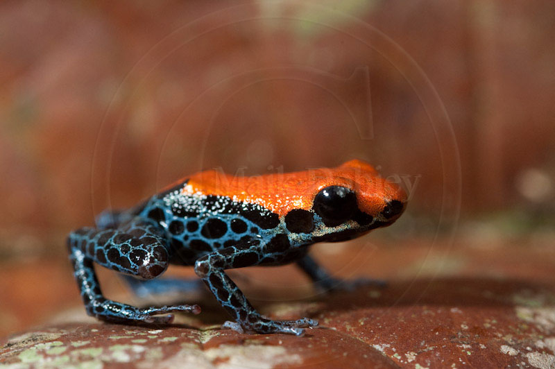Ranitomeya reticulata Ranitomeya reticulata