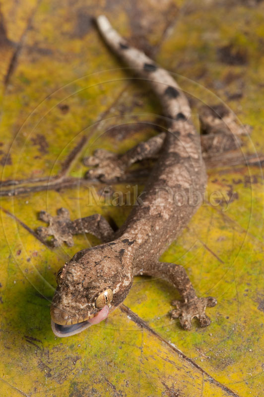 Thecadactylus rapicauda Thecadactylus rapicauda