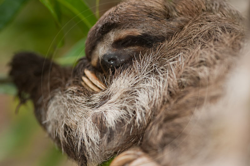 Bradypus tridactylus Bradypus tridactylus