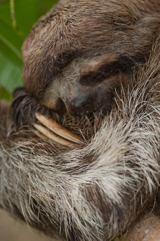 Bradypus tridactylus Bradypus tridactylus