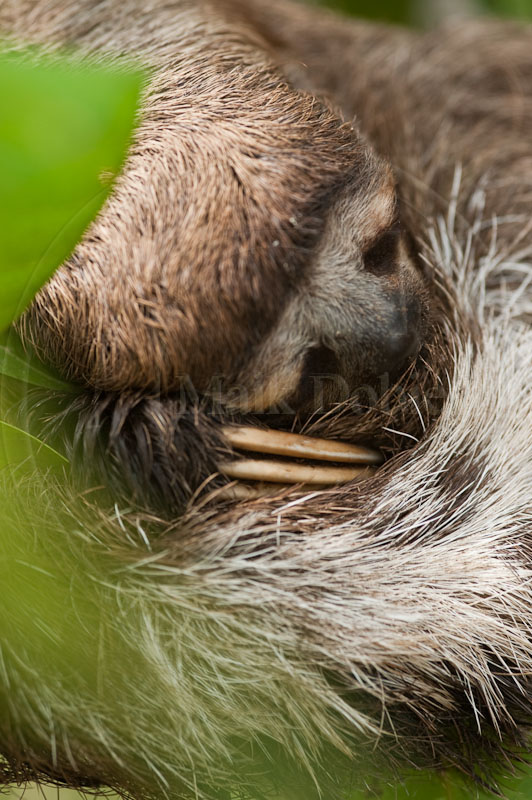 Bradypus tridactylus Bradypus tridactylus