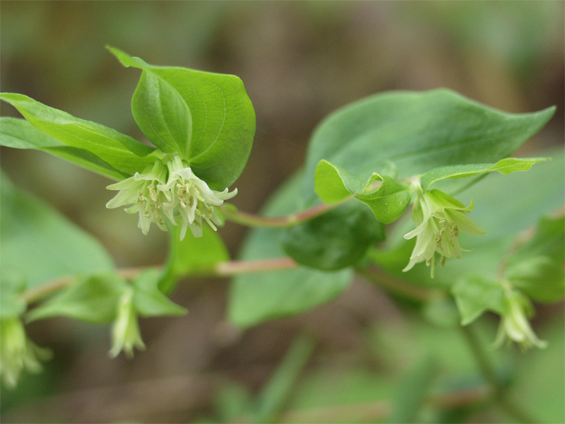 Prosartes hookeri Prosartes hookeri