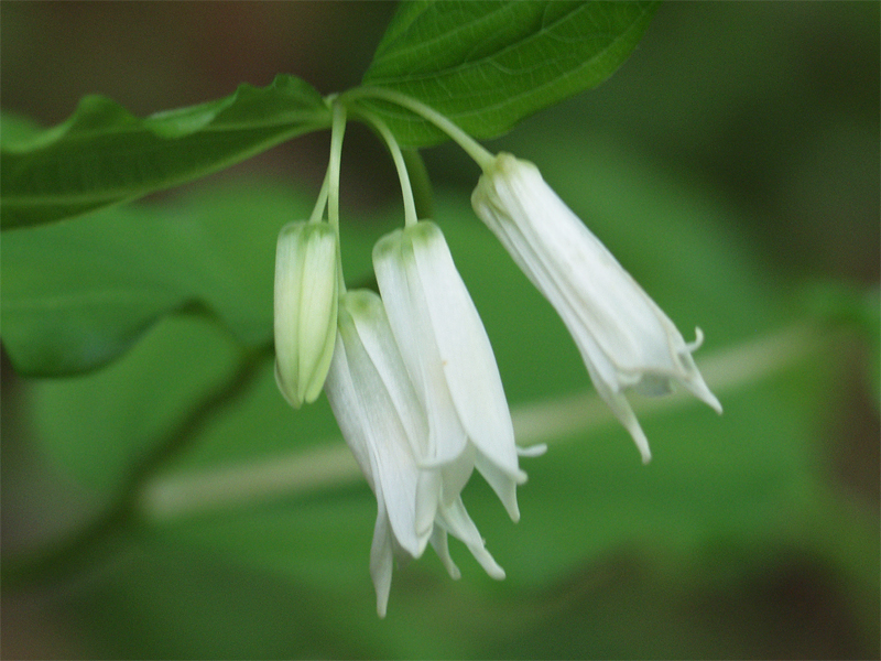 Prosartes smithii