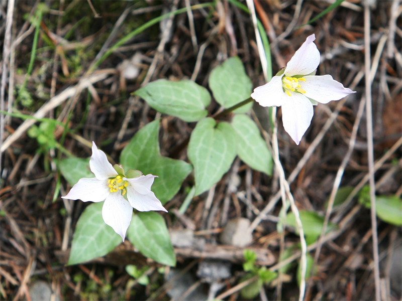 Pseudotrillium rivale Pseudotrillium rivale