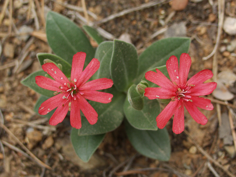 Silene hookeri Silene hookeri