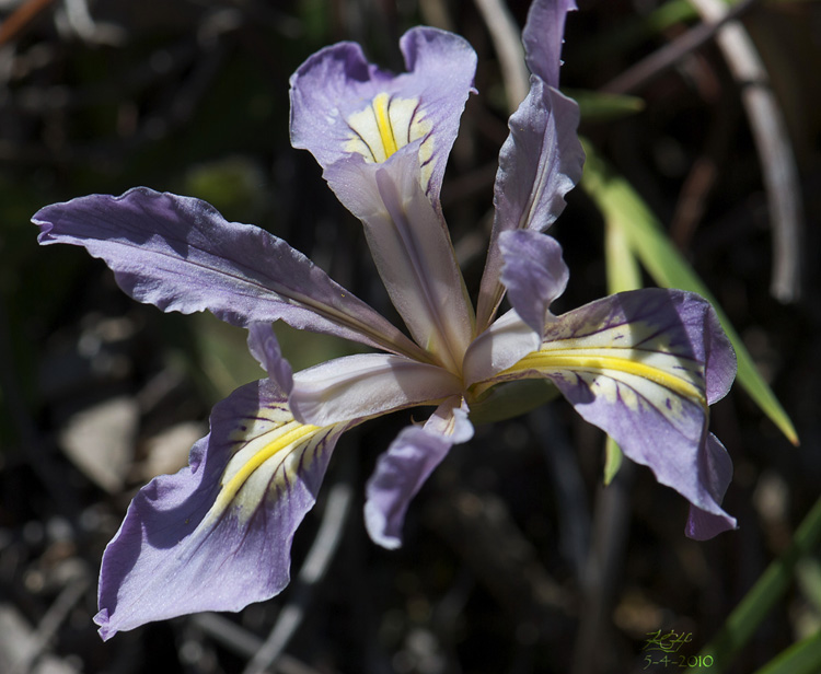 Iris douglasiana Iris douglasiana