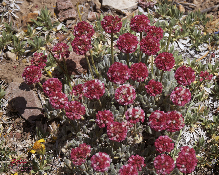Eriogonum gracilipes Eriogonum gracilipes