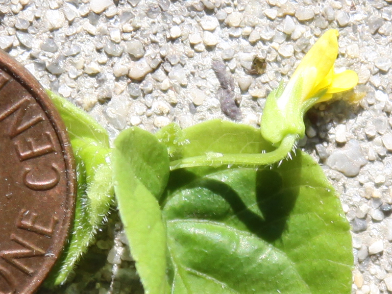 Viola sp.