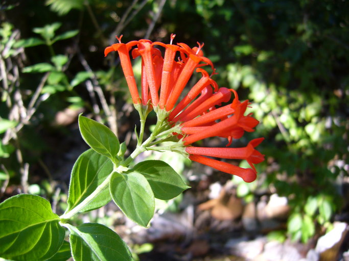 Bouvardia ternifolia