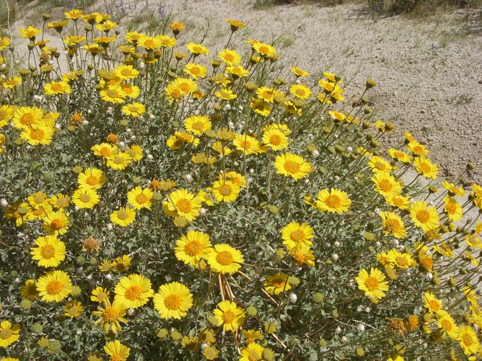 Encelia virginensis Encelia virginensis