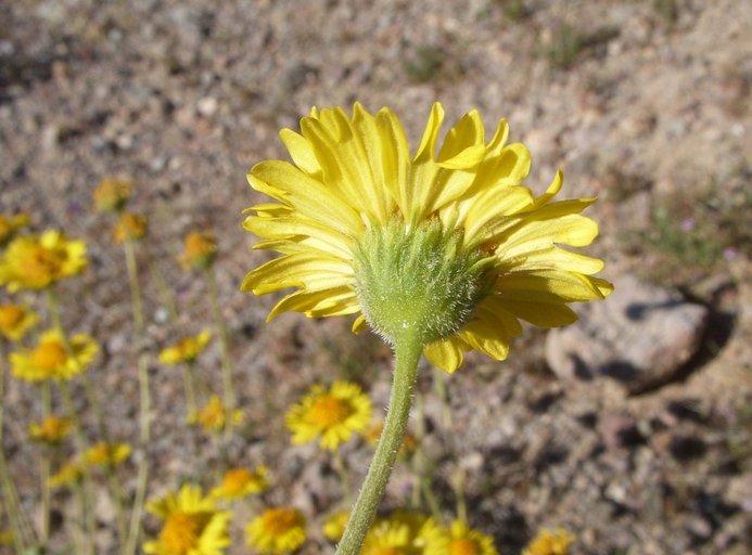 Encelia virginensis Encelia virginensis