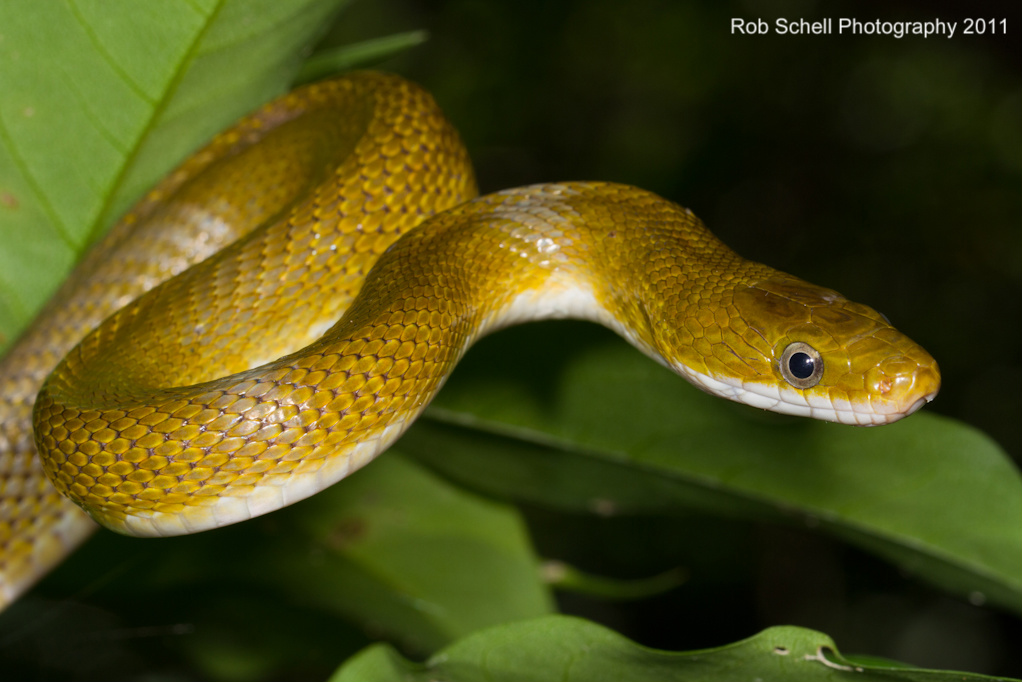Senticolis triaspis intermedia Senticolis triaspis intermedia